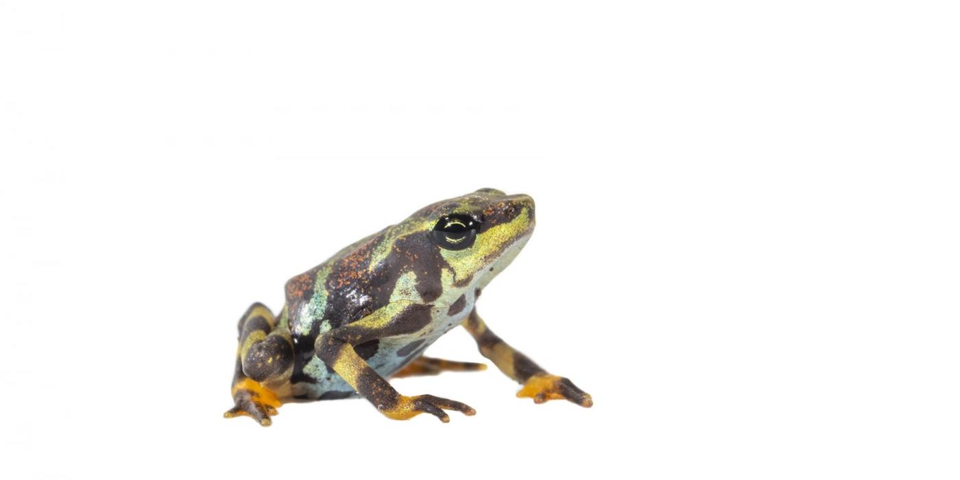 A Panamanian golden frog toadlet sporting black, green, orange and yellow skin.
