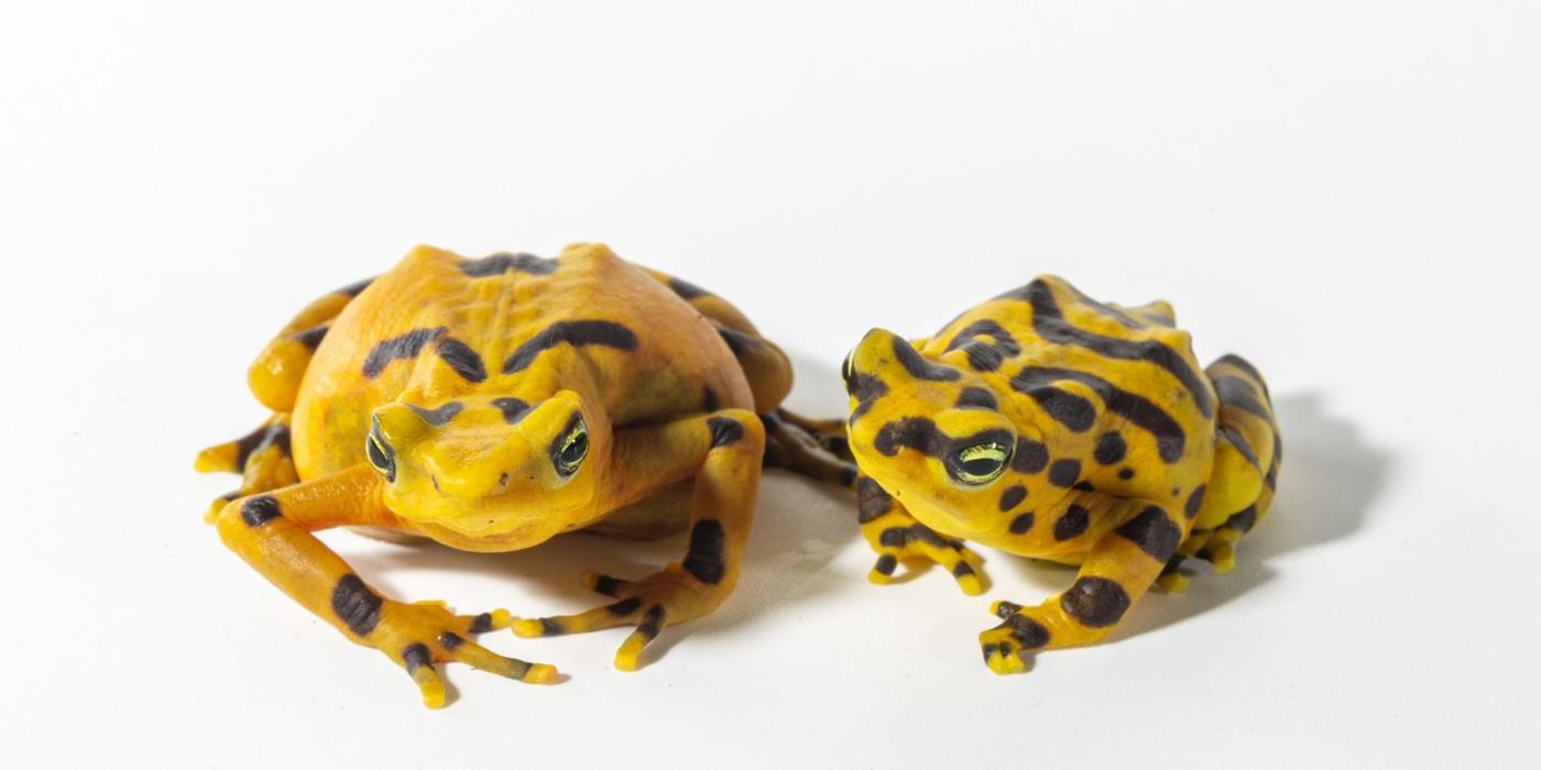 Proud Panamanian golden frog parents. The female is on the left and the male is on her right. He is about half her size. 