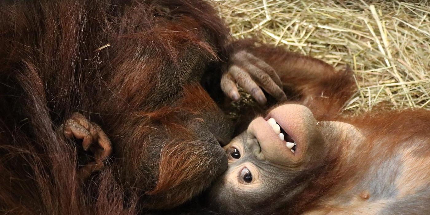 Bonnie and Redd orangutans wrestle in the Great Ape House.