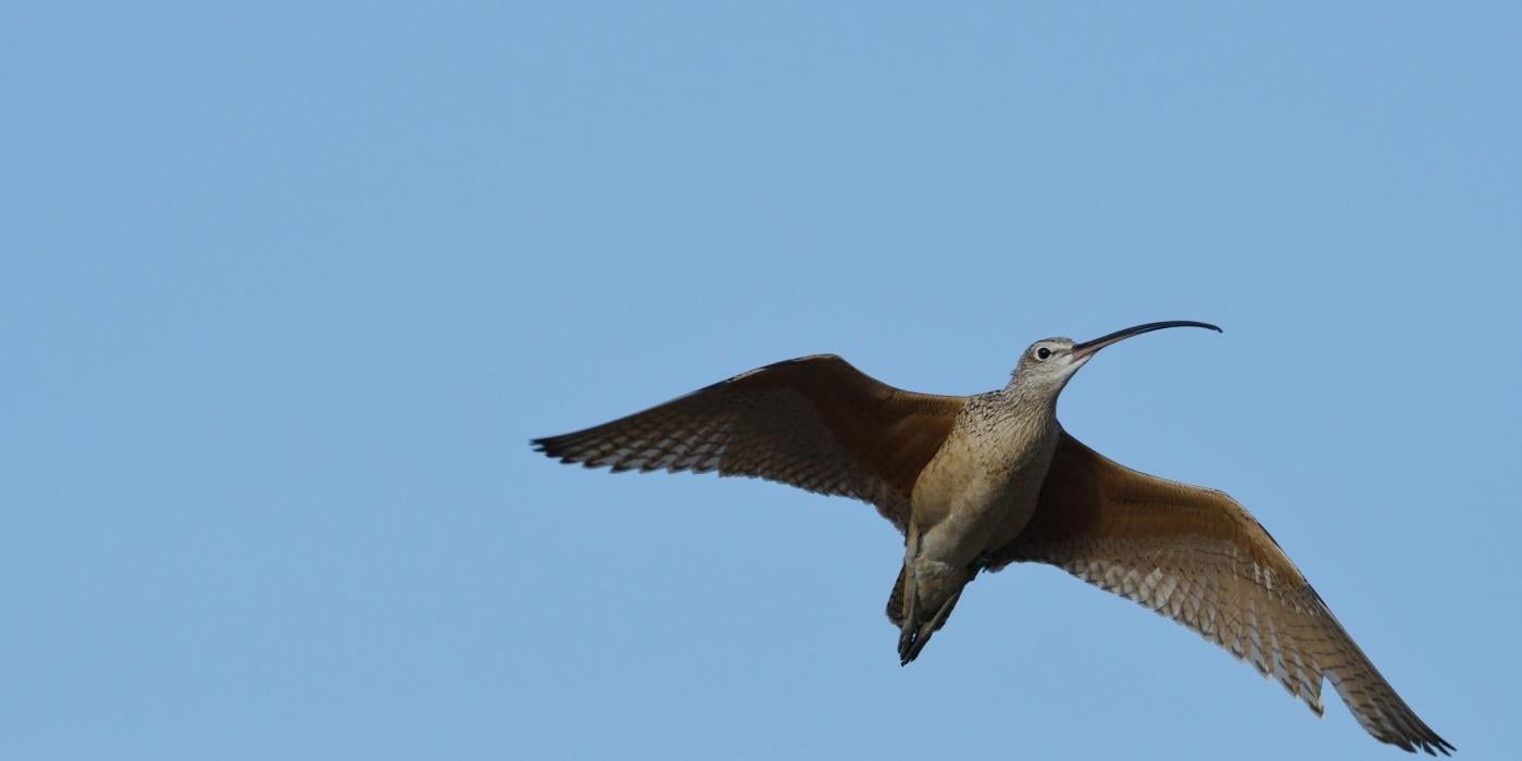A long-billed curlew bird in flight in a clear blue sky