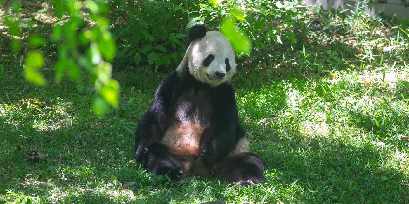 Tian Tian relaxes in the shade at the giant panda habitat.