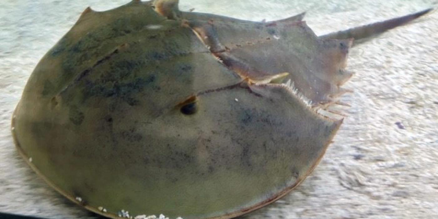 Horseshoe crab