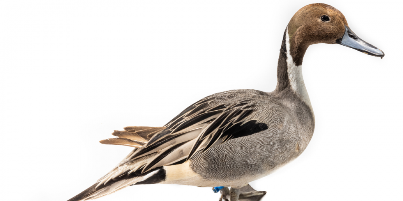 A male Northern pintail stands on a white backdrop.