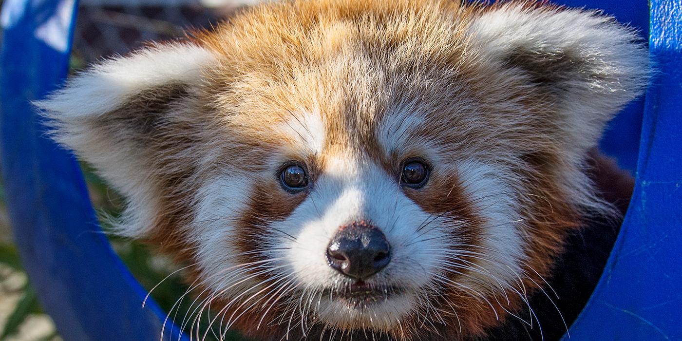 red panda