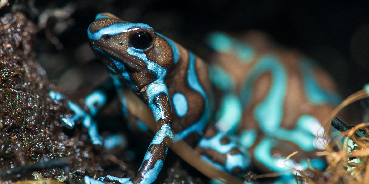 green and black poison frog