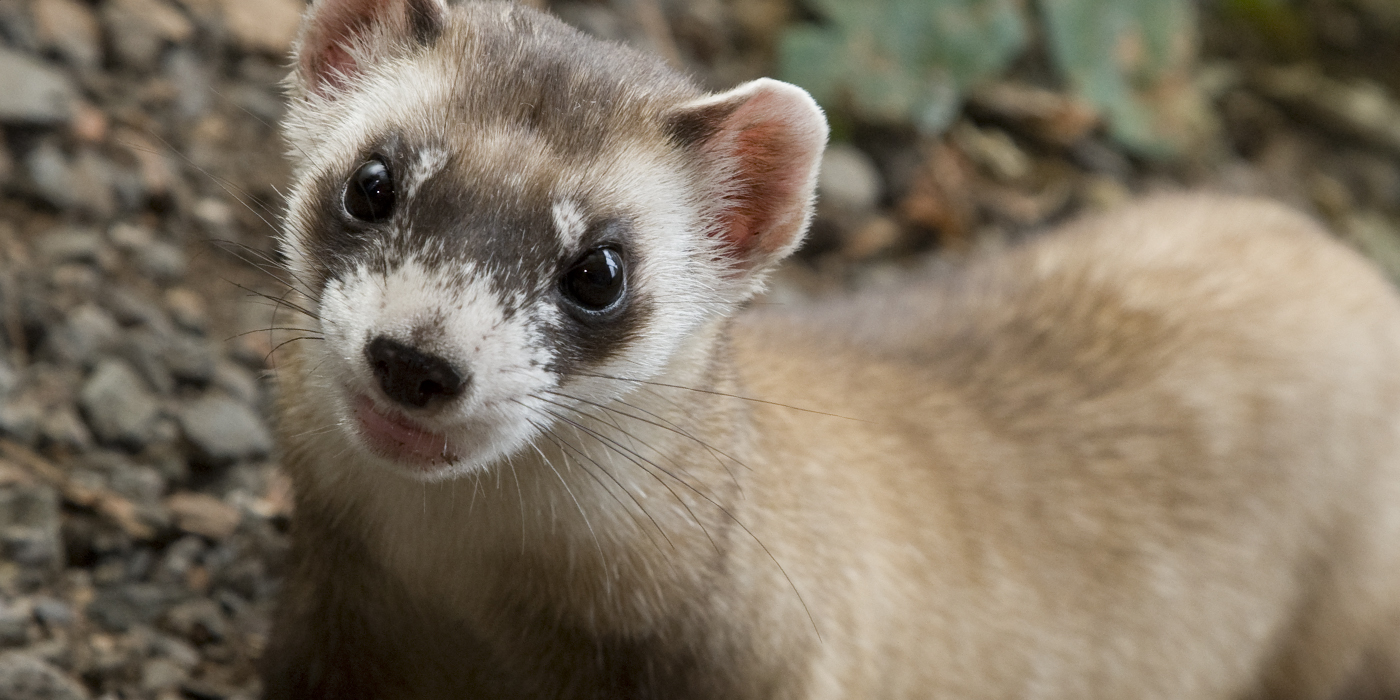 black-footed ferret